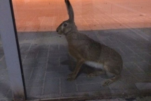 Волгоградський заєць намагався залишити місто літаком Волгоградський заєць намагався залишити місто літаком